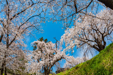 光林寺の枝垂桜