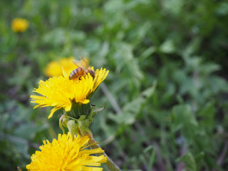 The Bee in Dandelion Pollen and the Ant