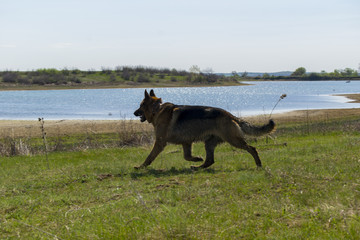 German shepherd dog playing in water