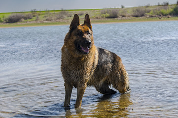 German shepherd dog playing in water