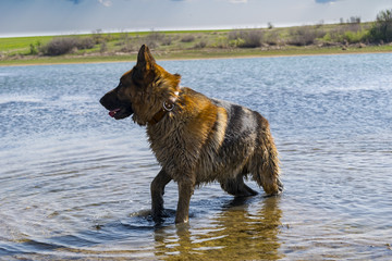 German shepherd dog playing in water