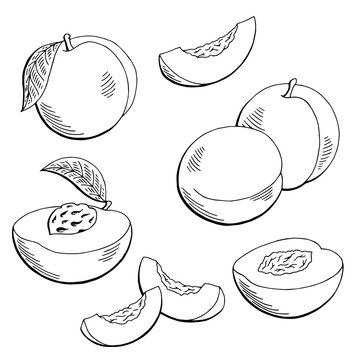 Peach Fruit Graphic Black White Isolated Sketch Illustration Vector