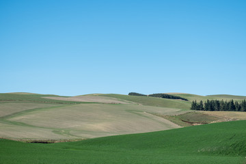Green field blue sky in newzealand