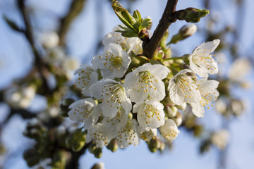 Pears and flowers of cherries with a piece of twig.
