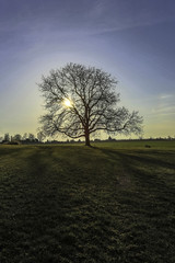 Fototapeta na wymiar Einzelner Baum im Feld in der untergehenden Sonne