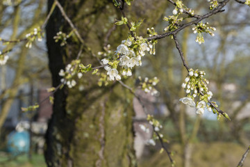 Pears and flowers of cherries with a piece of twig.