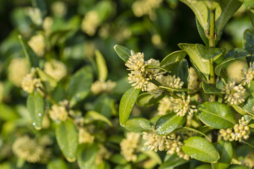 Wintergreen bush flowers.