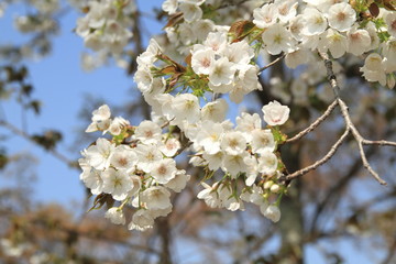 京都の青空と桜