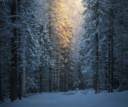 Dense coniferous forest covered with snow and warm sunlight in the background