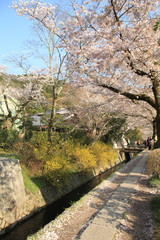 Fototapeta na wymiar 京都、哲学の道の春