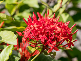 red ixora flower; Rauvolfia serpentine