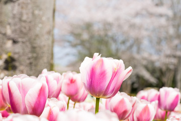 Flower tulips background. Beautiful view of color tulips