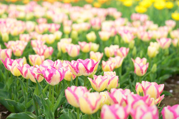 Flower tulips background. Beautiful view of color tulips