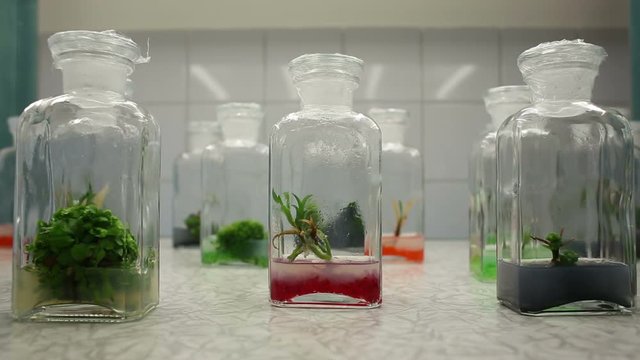 Research scientist medical plants for medicinal purposes, carnivorous plant, growth chamber bottles re focus , laboratory, cultivation growth, nutrient agar, sterile bottles agar, bio technology