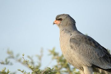 Southern Pale Chanting Goshawk.