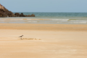 Sandpiper hunting for food on a golden sand beach.