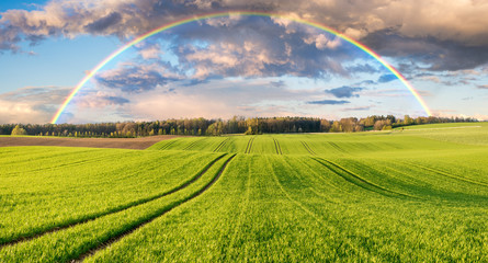 Storm and rainbow over spring field of young cereal