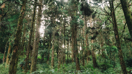 sun beams in the forest in Alishan taiwan,taichung