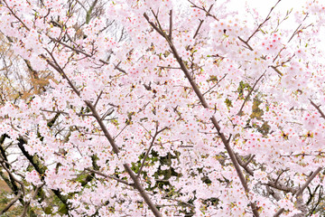 Fototapeta premium Cherry blossoms in Kyoto Japan