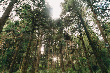 sun beams in the forest in Alishan taiwan,taichung