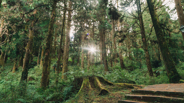 sun beams in the forest in Alishan taiwan,taichung