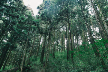  forest in Alishan taiwan,taichung