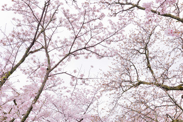 Cherry blossoms in Kyoto Japan