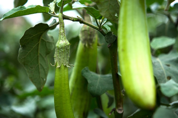 Organic eggplants farm, Healthy food concept.
