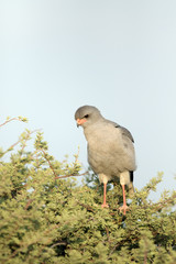 Pale Chanting Goshawk.