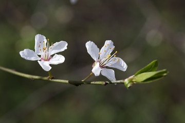 Two flowers of Blackthorn (Prunus spinosa)