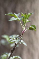 Sprouting leaves of Elder (Sambucus nigra)