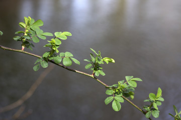 Sprouting leaves of wild rose