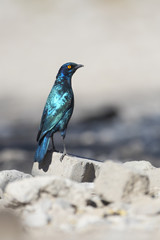 Glossy Starling.
