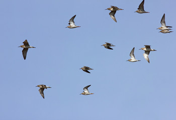 Ruffs (Calidris pugnax) female flock in the flight, Kalmykia, Russia