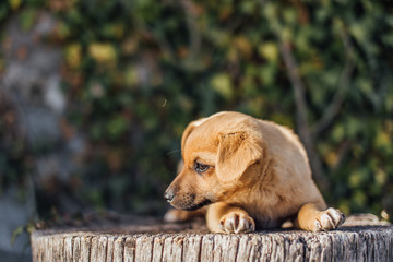 Small dog stand on the grass with light on background