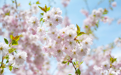 Obraz premium Flower ornamental cherry with spring atmosphere and blue sky