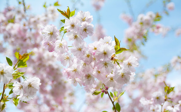 Flower ornamental cherry with spring atmosphere and blue sky