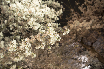 Cherry blossom night view at Kyoto Botanical Gardens