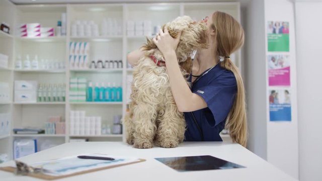  Portrait of smiling veterinarian with cute dog in clinic