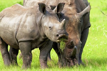 White rhino with baby grazing
