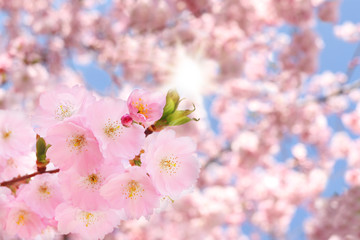 Kirschblüten im Frühling