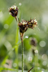 Luzula campestris flowers in the morning dew.