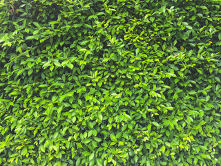 Banyan Tree covered wall, background or texture with green leaves lush.