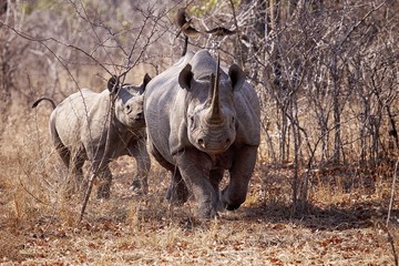 Black rhino charge