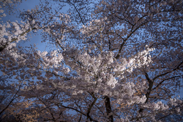 Cherry blossom night view at Kyoto Botanical Gardens