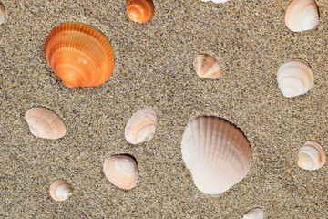 砂と貝殻