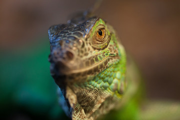 Closeup of green Iguana