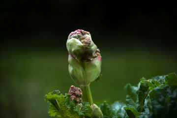 Rhubarb in bloom, close-up with copy space in the green background