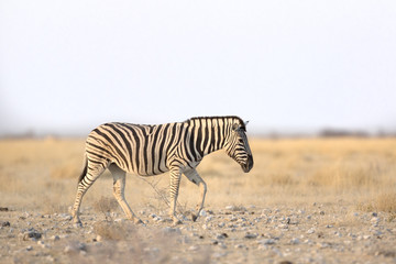 Fototapeta na wymiar Zebra walking in morning light.