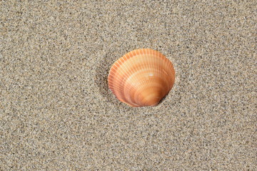 砂と貝殻